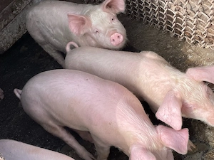 purcei       - imagine 4