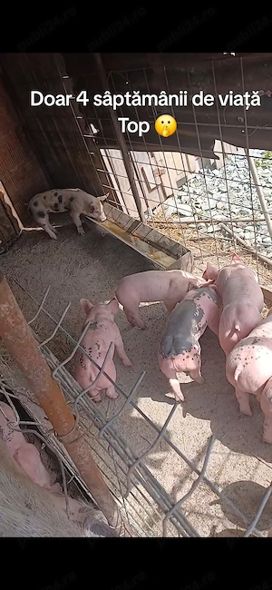 Din data de 25 o să fie disponibili  - imagine 3