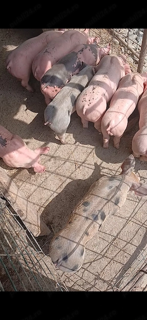 Din data de 25 o să fie disponibili  - imagine 2