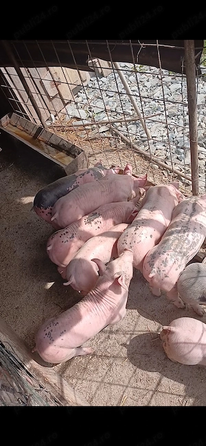 Din data de 25 o să fie disponibili 