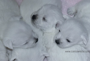 Pui westie cu pedigree - imagine 3