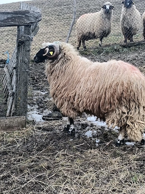 vând oi breze și berbec - imagine 3