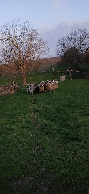 vând oi breze și berbec - imagine 5