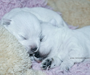 Pui westie cu pedigree - imagine 4