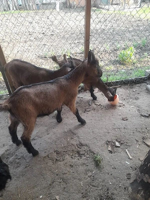 taplsori  alpin francez