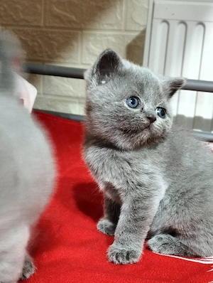 British Shorthair 