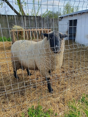 Vand oi de rasa !!! - imagine 5