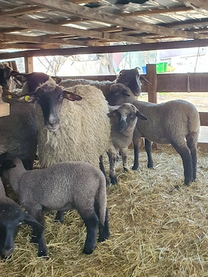 Vand oi de rasa !!! - imagine 4