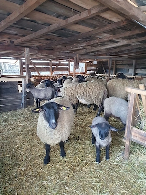 Vand oi de rasa !!! - imagine 3