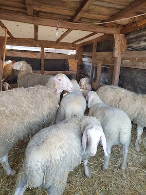 Vand oi de rasa !!! - imagine 2