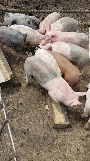 purcei de vanzare - imagine 2