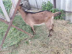 vand ied alpin  - imagine 2