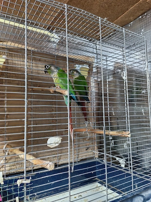 Pereche adulta Pyrrhura Molinae - imagine 4