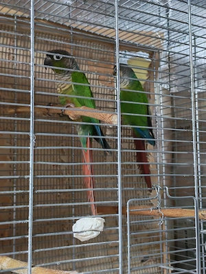 Pereche adulta Pyrrhura Molinae - imagine 2