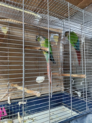 Pereche adulta Pyrrhura Molinae - imagine 3