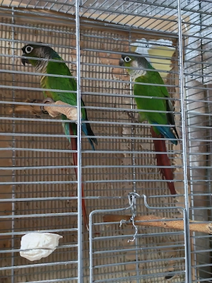 Pereche adulta Pyrrhura Molinae