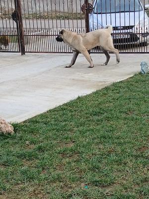 Caini original kangal  - imagine 4