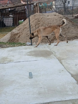 Caini original kangal  - imagine 2