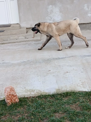 Caini original kangal  - imagine 3