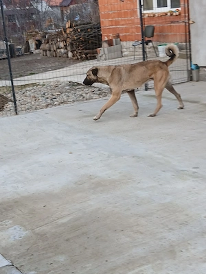 Caini original kangal  - imagine 5