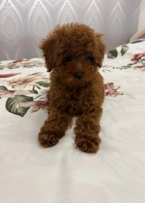 Pudel Caniche Mini Toy  - imagine 3