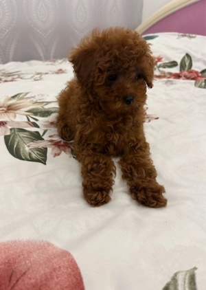 Pudel Caniche Mini Toy  - imagine 4