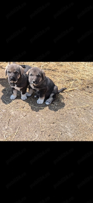 4 Masculi kangal vârstă 5 săptămâni
