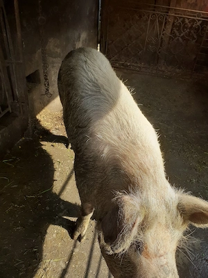 porc de vanzare - imagine 4