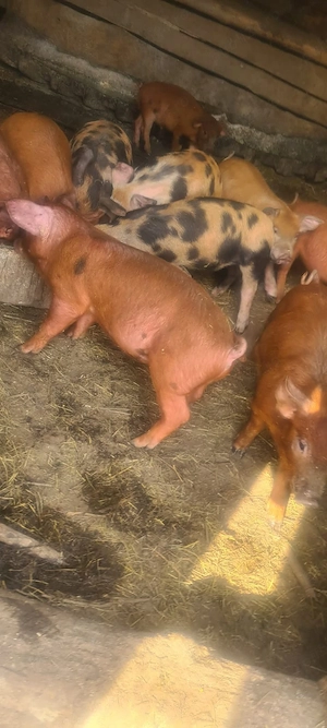 vand purcei - imagine 3