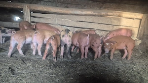 vand purcei - imagine 2