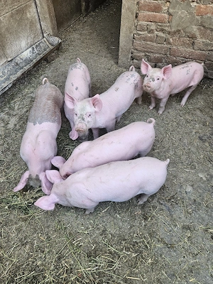 vand purcei 7 saptamani - imagine 3