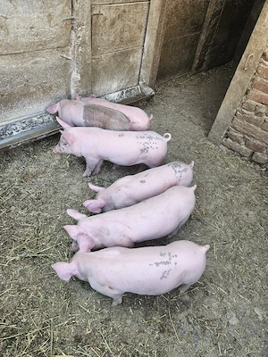 vand purcei 7 saptamani - imagine 2