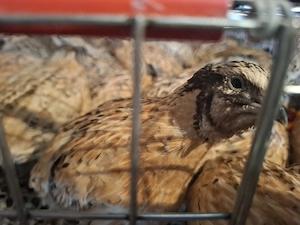 Prepelite Jumbo Gold si Gigant polar - imagine 3