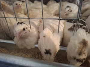 Prepelite Jumbo Gold si Gigant polar - imagine 2