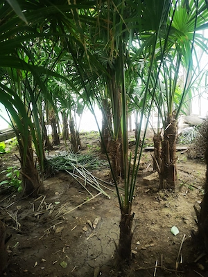 Palmieri Trachycarpus fortunei de vânzare