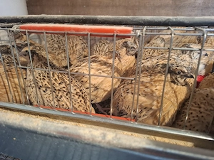 Prepelite Jumbo Gold si Gigant polar - imagine 4