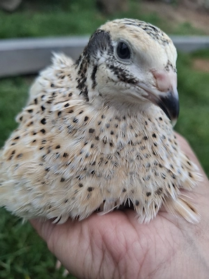 Prepelite Jumbo Gold si Gigant polar - imagine 5