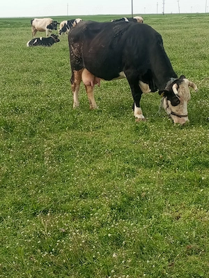 Vaci de vânzare  - imagine 2