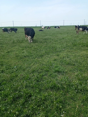 Vaci de vânzare  - imagine 3