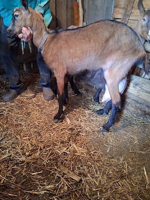 vand doua capre de rasa - imagine 4