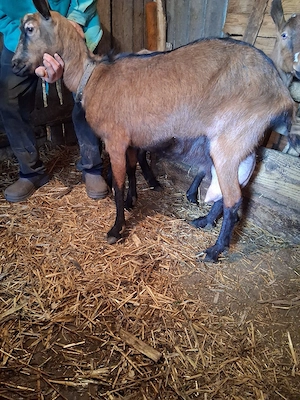 vand doua capre de rasa - imagine 5