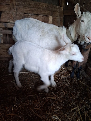 vand doua capre de rasa - imagine 3