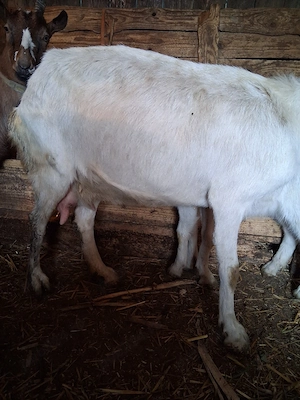 vand doua capre de rasa - imagine 2