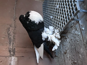 Gusati de pomerania - imagine 3