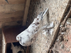 Gusati de pomerania - imagine 2