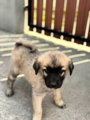 Catei kangal original