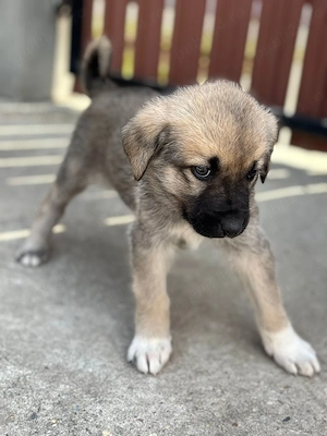 Catei kangal original - imagine 3