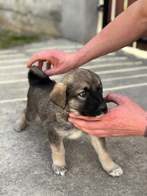 Catei kangal original - imagine 2