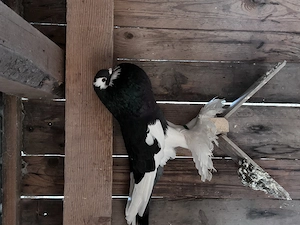 Gușat de pomerania - imagine 4