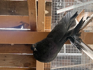 Gușat de pomerania - imagine 2